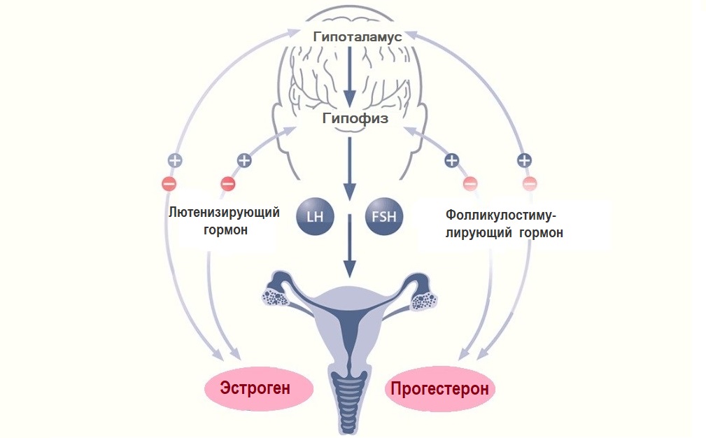 ось гипоталамус-гипофиз-яичники