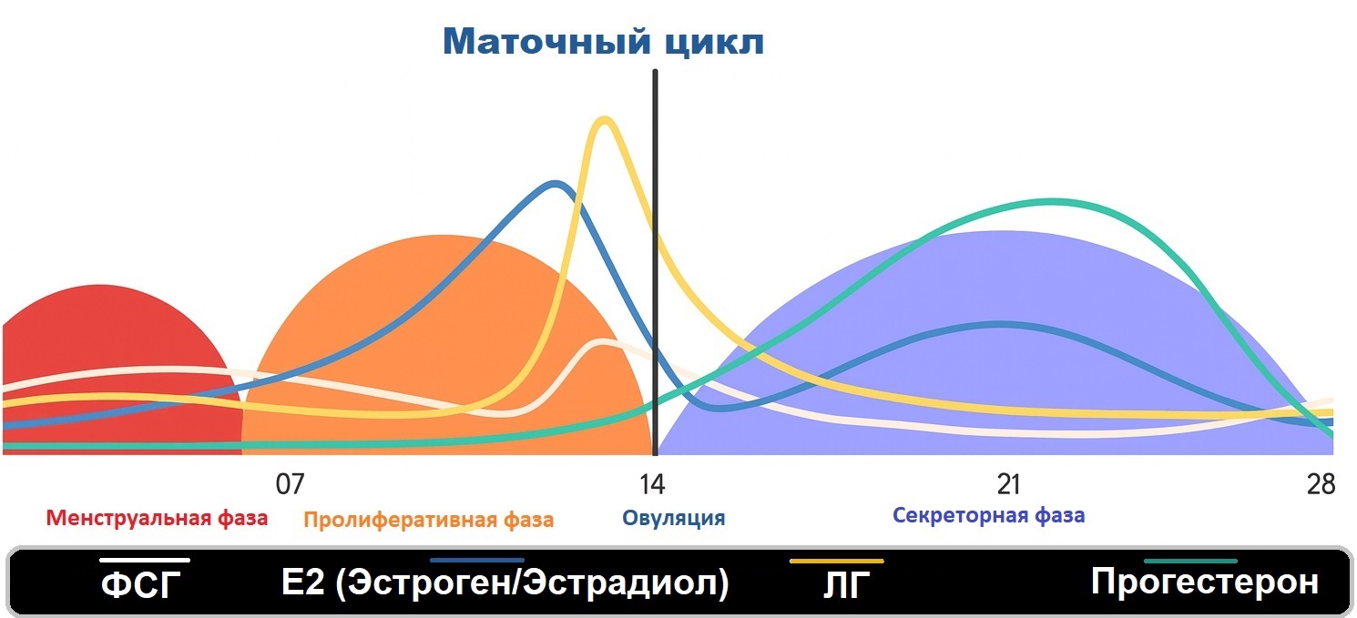 Маточный цикл