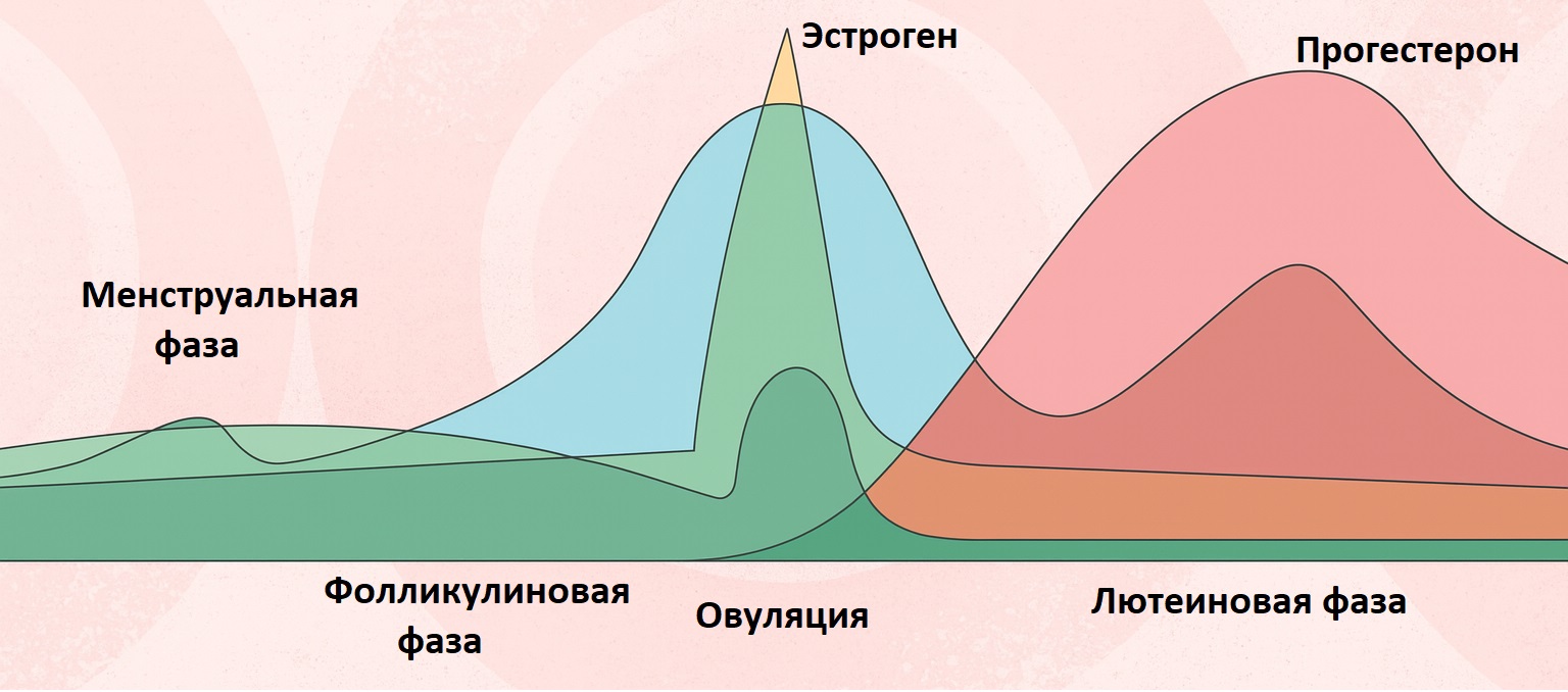 фазы менструального цикла