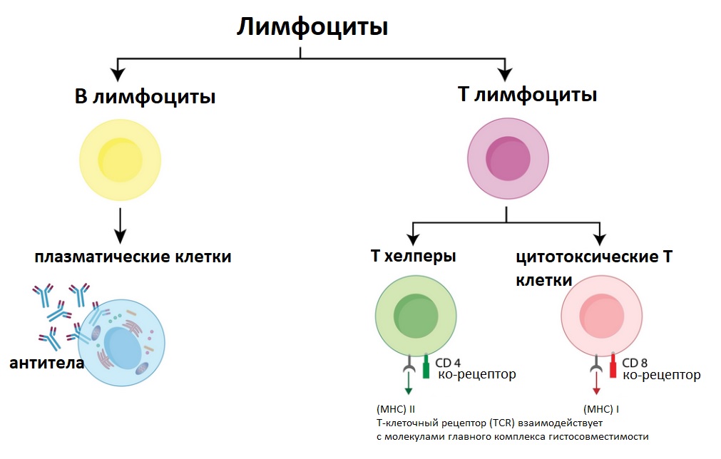 Лимфоциты на иммунограмме