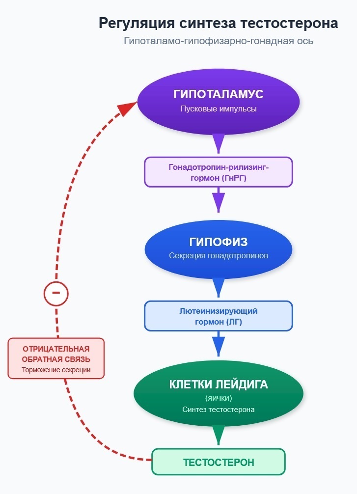 регуляция синтеза тестостерона